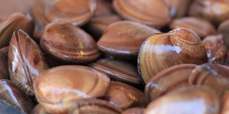 Inicia veda temporal de almeja chocolata en Sinaloa.