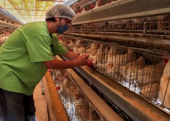 Concluye SENASICA operativo contra influenza aviar AH7N3 en Coahuila y Durango.