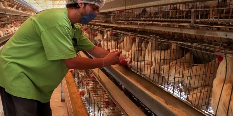 Concluye SENASICA operativo contra influenza aviar AH7N3 en Coahuila y Durango.