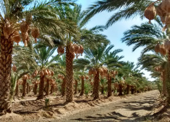 México, anfitrión del Primer Festival Internacional de Palma Datilera