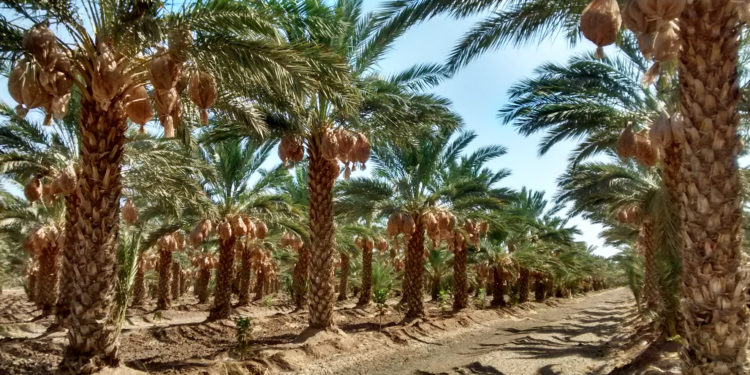 México, anfitrión del Primer Festival Internacional de Palma Datilera