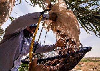 Adelantan agricultores de Baja California cosecha de dátil.