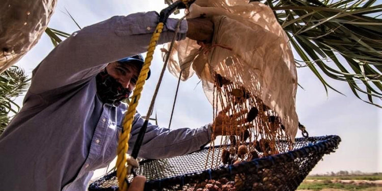 Adelantan agricultores de Baja California cosecha de dátil.