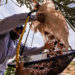 Adelantan agricultores de Baja California cosecha de dátil.