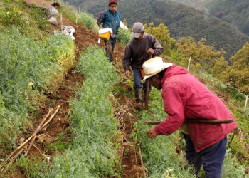 Identifican mejores prácticas agrícolas en zonas tropicales del sureste para impulsar mercado de cultivos mejor adaptados.