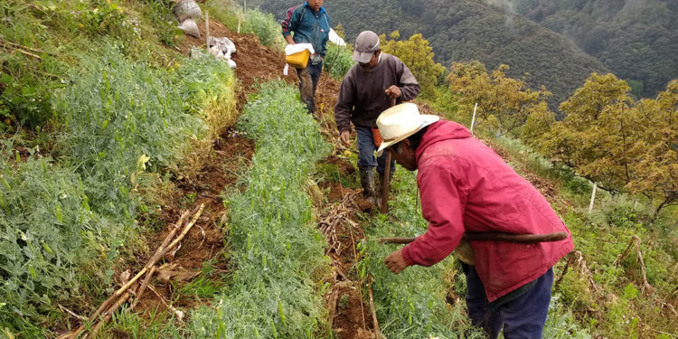 Identifican mejores prácticas agrícolas en zonas tropicales del sureste para impulsar mercado de cultivos mejor adaptados.