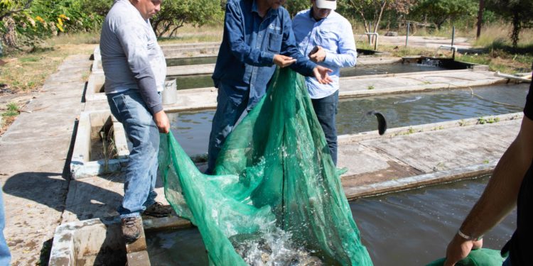 Publica Agricultura nueva edición de la Carta Nacional Acuícola