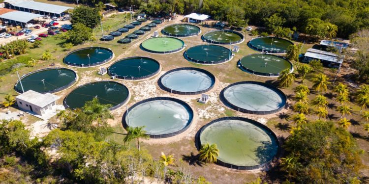 Abren convocatoria para participar en el Premio a la Pesca y Acuacultura Sustentables