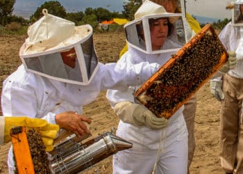 Publican recomendaciones para aumentar productividad de agricultores y apicultores de la Península de Yucatán