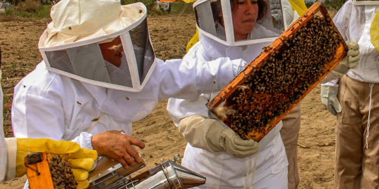 Publican recomendaciones para aumentar productividad de agricultores y apicultores de la Península de Yucatán