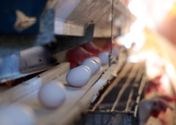 Implementa Senasica medidas para proteger a la producción avícola nacional.