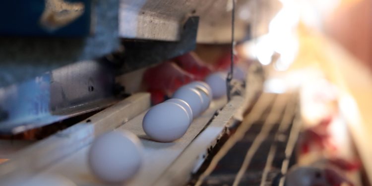 Implementa Senasica medidas para proteger a la producción avícola nacional.