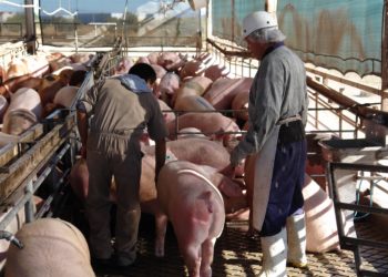 Afinan Agricultura e industria porcina estrategia de regionalización zoosanitaria