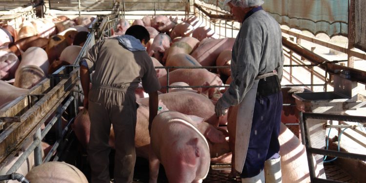 Afinan Agricultura e industria porcina estrategia de regionalización zoosanitaria