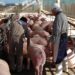 Afinan Agricultura e industria porcina estrategia de regionalización zoosanitaria