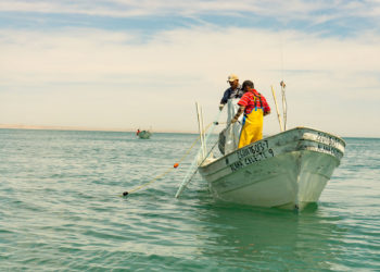 Refrenda Agricultura por cinco años vigencia de zonas de refugio pesquero en Bahía Espíritu Santo, Quintana Roo