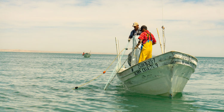 Refrenda Agricultura por cinco años vigencia de zonas de refugio pesquero en Bahía Espíritu Santo, Quintana Roo
