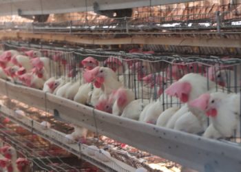 Ante Alerta por influenza aviar AH5N1 en Yucatán, fluye con normalidad producción y abasto de huevo y pollo.