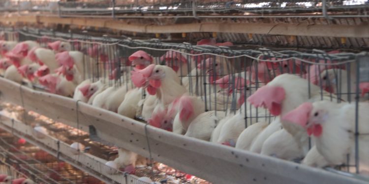 Ante Alerta por influenza aviar AH5N1 en Yucatán, fluye con normalidad producción y abasto de huevo y pollo.