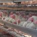 Ante Alerta por influenza aviar AH5N1 en Yucatán, fluye con normalidad producción y abasto de huevo y pollo.