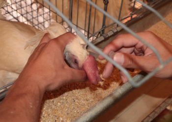 Cierran filas Agricultura y avicultores para evitar propagación de la influenza aviar AH5N1 en el país