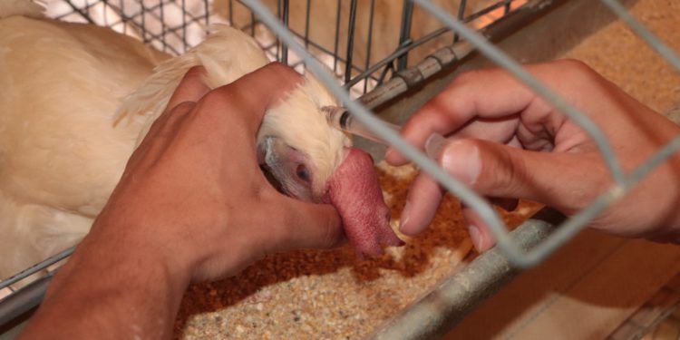 Cierran filas Agricultura y avicultores para evitar propagación de la influenza aviar AH5N1 en el país