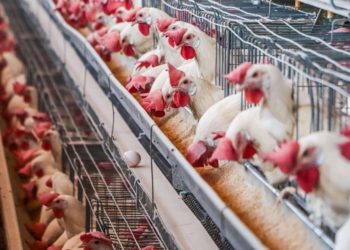 Controla Senasica movilización de productos avícolas en Jalisco, Nuevo León y Sonora