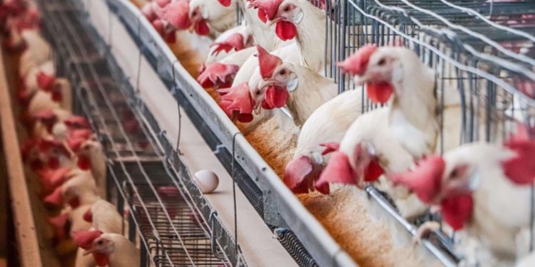 Controla Senasica movilización de productos avícolas en Jalisco, Nuevo León y Sonora