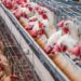 Controla Senasica movilización de productos avícolas en Jalisco, Nuevo León y Sonora