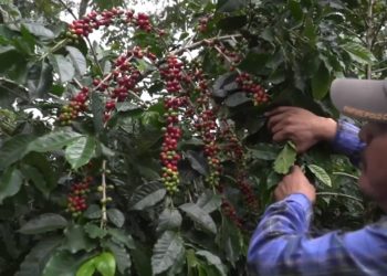 Inicia cosecha de café en Veracruz y otros estados productores