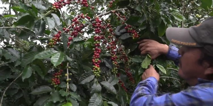 Inicia cosecha de café en Veracruz y otros estados productores
