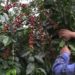 Inicia cosecha de café en Veracruz y otros estados productores