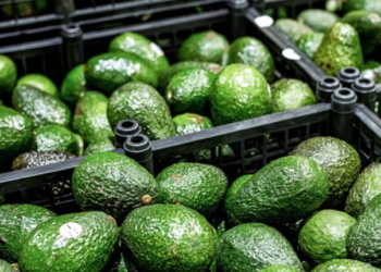 Refrenda Agricultura como libres de plagas del aguacatero a regiones de siete estados del país