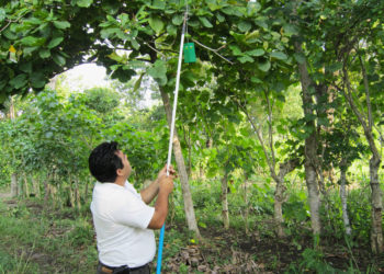 Fundamental, la cooperación técnica entre Agricultura e IICA para prevenir ingreso de mosca del Mediterráneo