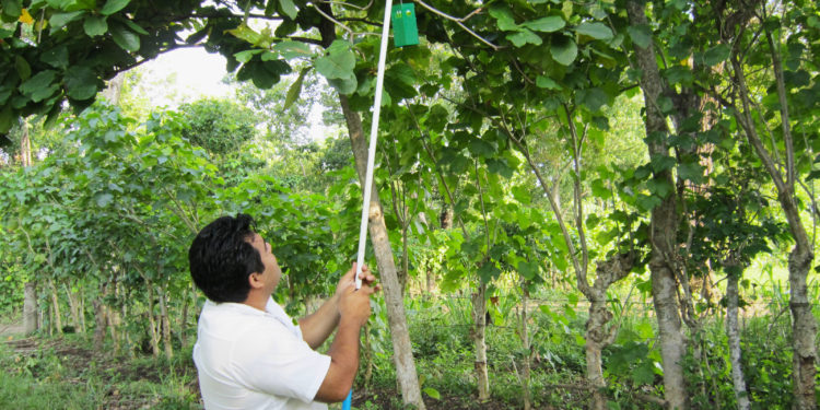 Fundamental, la cooperación técnica entre Agricultura e IICA para prevenir ingreso de mosca del Mediterráneo