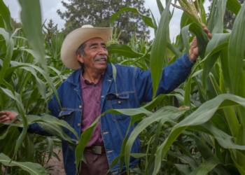 Fertilizante para el Bienestar ya beneficia a dos millones de hectáreas de cultivos básicos