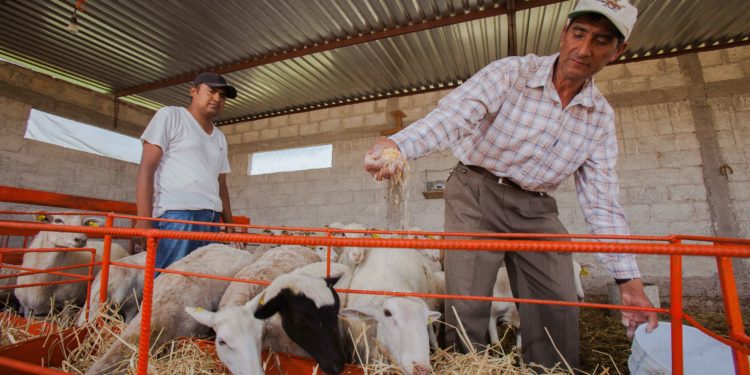 Aumenta en 10.3 millones la población en seguridad alimentaria de 2018 a 2022