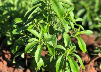 Impulsa Agricultura cultivo de estevia como fuente de ingreso adicional para pequeños productores