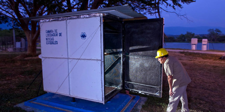 Refuerza Agricultura vigilancia por presencia de gusano barrenador del ganado en Costa Rica y Panamá