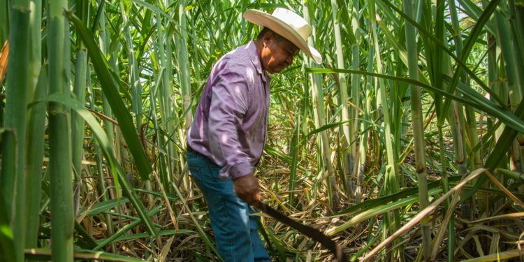 Decreta Gobierno de México el 22 de agosto como Día del Cañero