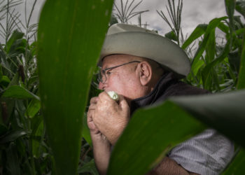 Culmina Segalmex programa especial de Adquisición de Maíz Blanco en Sinaloa