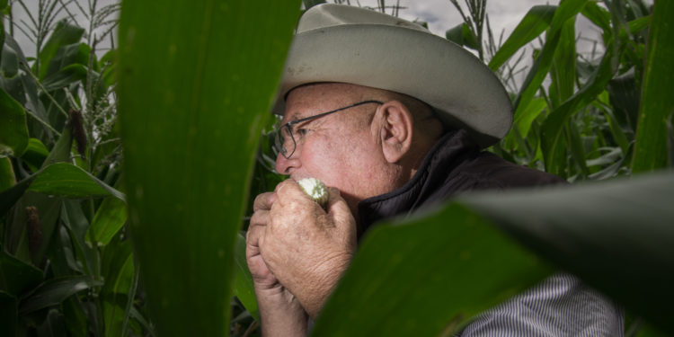 Culmina Segalmex programa especial de Adquisición de Maíz Blanco en Sinaloa