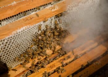 Prepara Agricultura proyecto de conservación de polinizadores en áreas rurales
