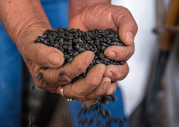 Estima Agricultura crecimiento de 2.0% en producción de granos y oleaginosas durante la presente administración