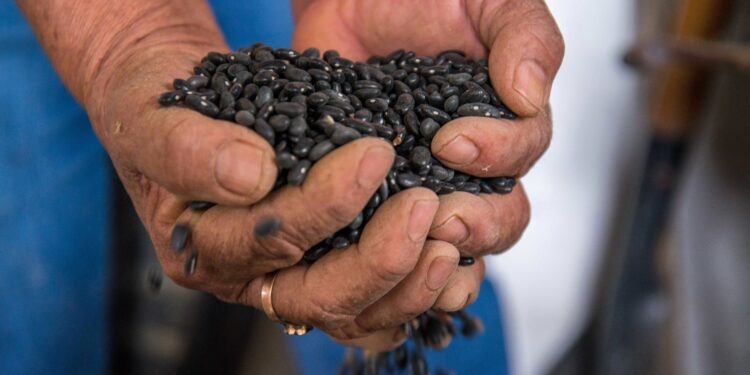 Estima Agricultura crecimiento de 2.0% en producción de granos y oleaginosas durante la presente administración