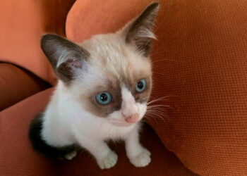 Alerta AGRICULTURA por comercialización de fármacos falsificados destinados a animales