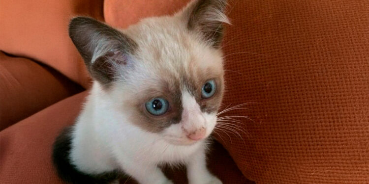 Alerta AGRICULTURA por comercialización de fármacos falsificados destinados a animales