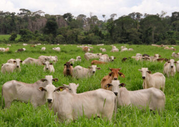 Sequía amenaza con graves consecuencias para la ganadería y la agricultura en el estado de Chihuahua