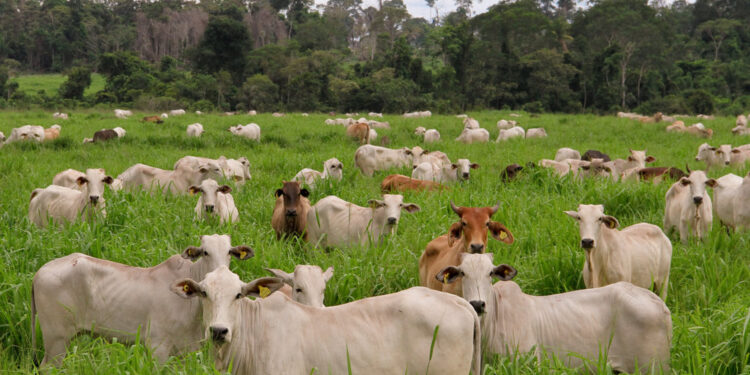 Sequía amenaza con graves consecuencias para la ganadería y la agricultura en el estado de Chihuahua