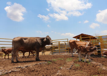Avanza la capacitación en el Estado de México para combatir la tuberculosis bovina
